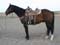 Mark Williams Gelding